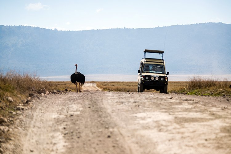 TZA ARU Ngorongoro 2016DEC26 Crater 076